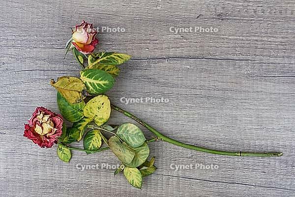 Dried roses, Kempen, Viersen District, North Rhine-Westphalia, Germany [IBR125007612]