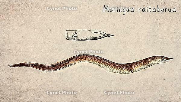 Spaghetti Eel (Moringua raitaborua) Vintage fish illustration [IBR125012261]