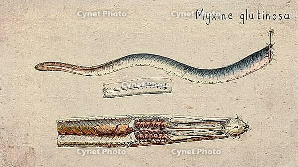 Atlantic Hagfish (Myxine glutinosa) Vintage fish illustration [IBR125012262]