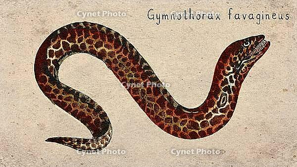 Honeycomb Moray (Gymnothorax favagineus) Vintage fish illustration [IBR125012263]