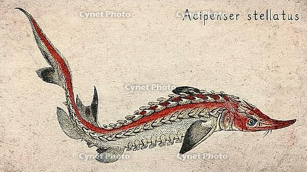 Starry Sturgeon (Acipenser stellatus) Vintage fish illustration [IBR125012264]