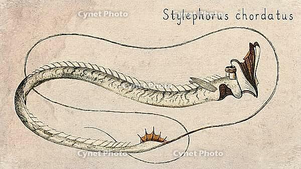 Tube eye Fish (Stylephorus chordatus) Vintage fish illustration [IBR125012265]