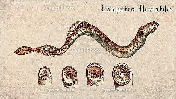 European River Lamprey (Lampetra fluviatilis) Vintage fish illustration [IBR125012266]