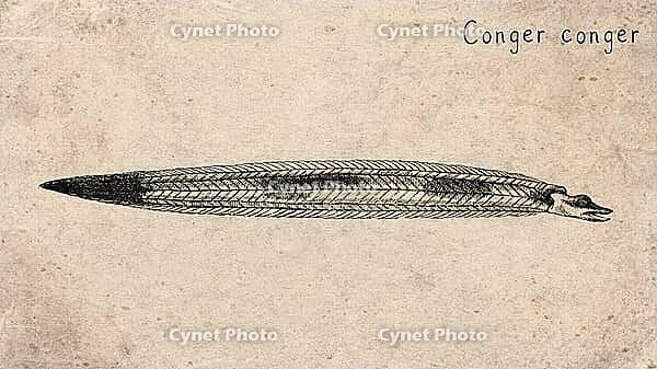 European Conger Eel (Conger conger) Vintage fish illustration [IBR125012267]