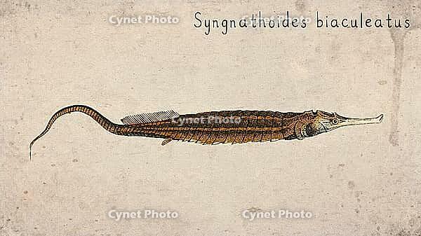 Alligator Pipefish (Syngnathoides biaculeatus) Vintage fish illustration [IBR125012268]