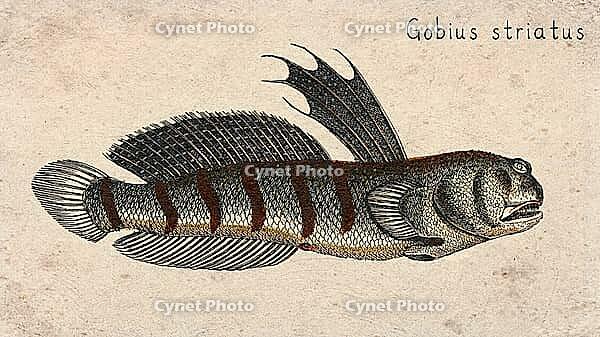 Striped Goby Fish (Gobius striatus) Vintage fish illustration [IBR125012269]