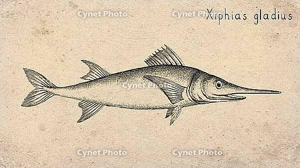 Swordfish (Xiphias gladius) Vintage fish illustration [IBR125012270]