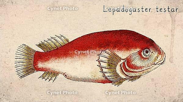 Testar Clingfish (Lepadogaster testar) Vintage fish illustration [IBR125012271]