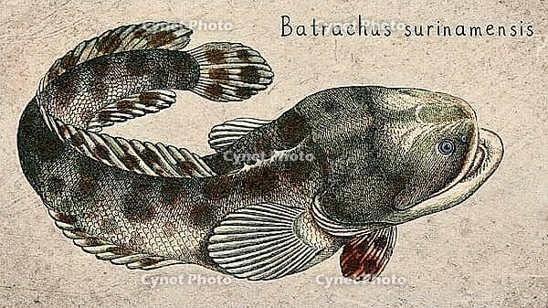 Surinam Toadfish (Batrachus surinamensis) Vintage fish illustration [IBR125012272]