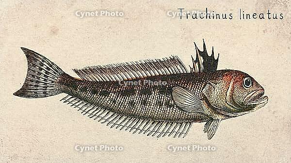 Striped Weevers Fish (Trachinus lineatus) Vintage fish illustration [IBR125012273]