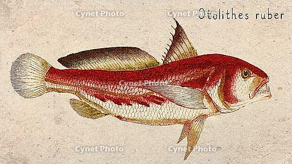 Tigertooth Croaker (Otolithes ruber) Vintage fish illustration [IBR125012274]