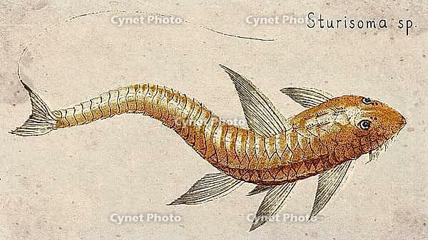 Whiptail Catfish (Sturisoma sp.) Vintage fish illustration [IBR125012275]
