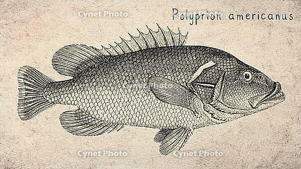 Wreckfish (Polyprion americanus) Vintage fish illustration [IBR125012276]