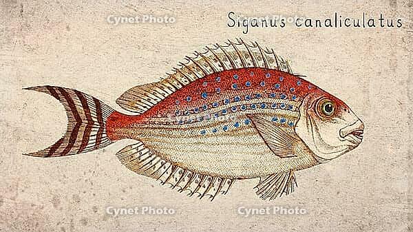 White spotted Spinefoot (Siganus canaliculatus) Vintage fish illustration [IBR125012277]