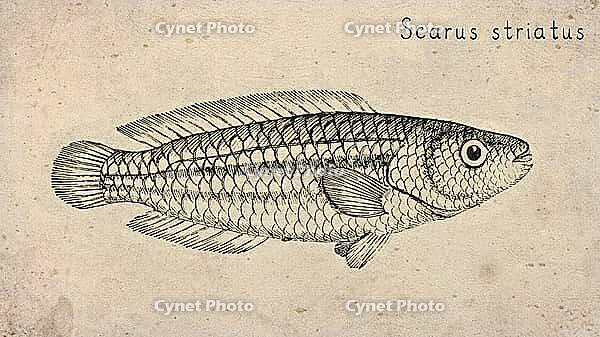 Striped Parrotfish (Scarus striatus) Vintage fish illustration [IBR125012278]