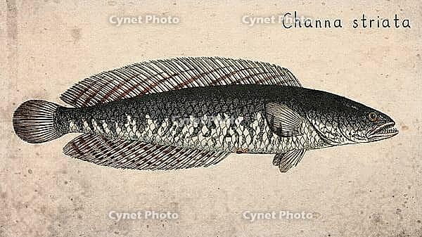 Striped Snakehead (Channa striata) Vintage fish illustration [IBR125012279]