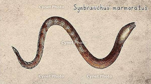 Marbled Swamp Eel (Synbranchus marmoratus) Vintage fish illustration [IBR125012280]