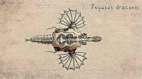 Dragon Seamoth (Pegasus draconis) Vintage fish illustration [IBR125012281]