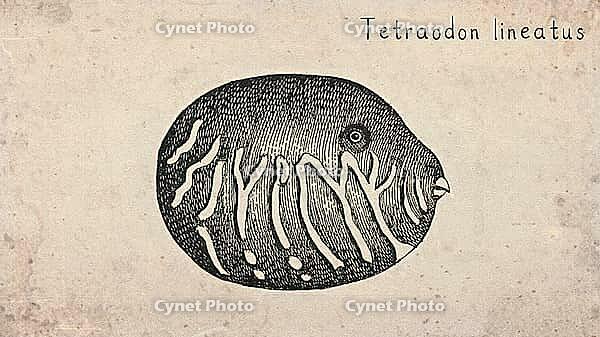 Fahaka Pufferfish (Tetraodon lineatus) Vintage fish illustration [IBR125012282]