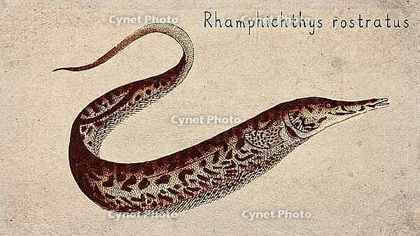 Longnose Knifefish (Rhamphichthys rostratus) Vintage fish illustration [IBR125012283]