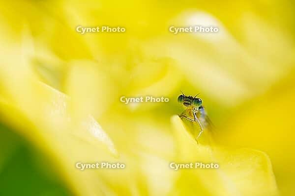 Blue-tailed damselfly (Ischnura elegans), Kempen, Viersen district, North Rhine-Westphalia, Germany [IBR125012290]