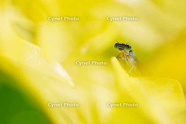 Blue-tailed damselfly (Ischnura elegans), Kempen, Viersen district, North Rhine-Westphalia, Germany [IBR125012292]