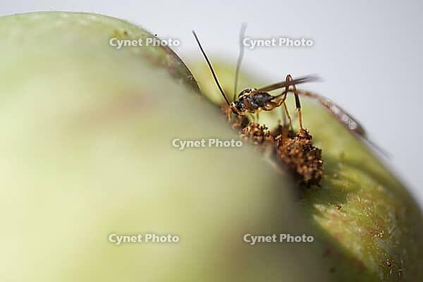 A parasitic wasp (Trichomma enecator) lays an egg in a caterpillar of the codling moth (Cydia pomonella), Kempen, Viersen district, North Rhine-Westphalia, Germany [IBR125012308]