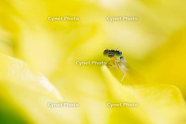 Blue-tailed damselfly (Ischnura elegans), Kempen, Viersen district, North Rhine-Westphalia, Germany [IBR125012316]