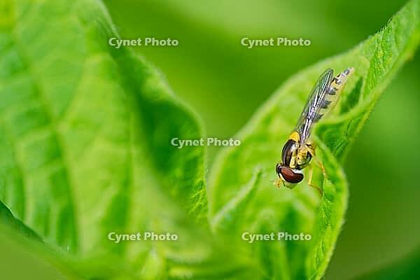 Common long-bellied hoverfly (Sphaerophoria scripta), Kempen, Viersen district, North Rhine-Westphalia, Germany [IBR125012317]