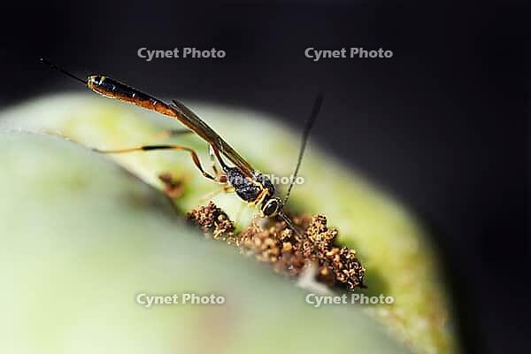 A parasitic wasp (Trichomma enecator) lays an egg in a caterpillar of the codling moth (Cydia pomonella), Kempen, Viersen district, North Rhine-Westphalia, Germany [IBR125012319]