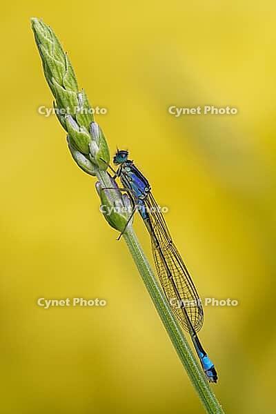 A large blue-tailed damselfly (Ischnura elegans) perched on common lavender (Lavandula angustifolia), Kempen, Viersen district, North Rhine-Westphalia, Germany [IBR125012325]