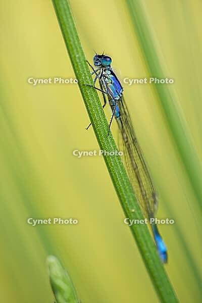 A large blue-tailed damselfly (Ischnura elegans) perched on common lavender (Lavandula angustifolia), Kempen, Viersen district, North Rhine-Westphalia, Germany [IBR125012326]