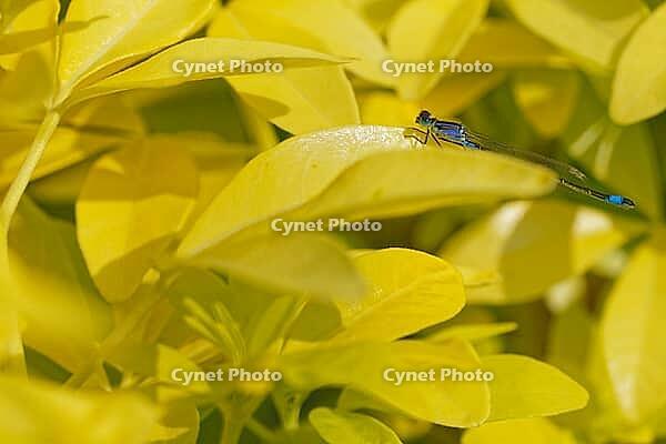 Blue-tailed damselfly (Ischnura elegans), Kempen, Viersen district, North Rhine-Westphalia, Germany [IBR125012327]