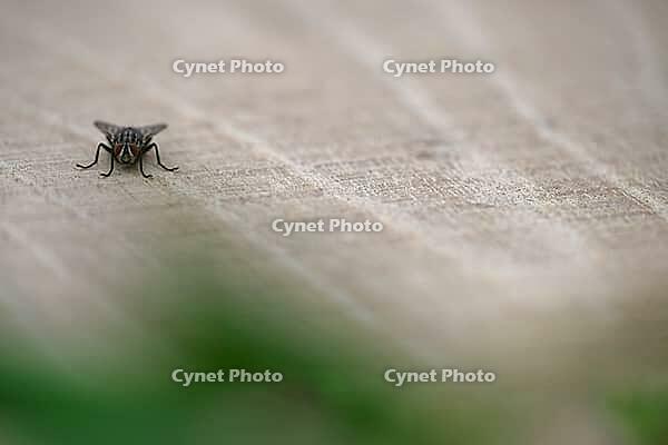 Sarcophaga carnaria, Kempen, Viersen district, North Rhine-Westphalia, Germany [IBR125012328]