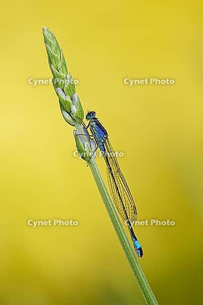 A large blue-tailed damselfly (Ischnura elegans) perched on common lavender (Lavandula angustifolia), Kempen, Viersen district, North Rhine-Westphalia, Germany [IBR125012329]