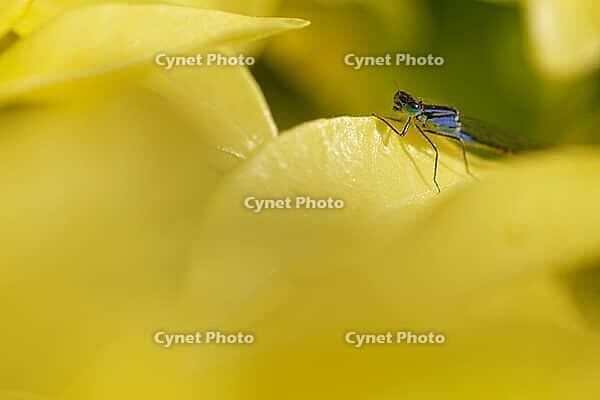 Blue-tailed damselfly (Ischnura elegans), Kempen, Viersen district, North Rhine-Westphalia, Germany [IBR125012330]