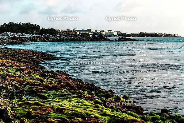 Vibrant Algae on Shoreline Rocks with Distant Buildings. Golden Sun Casting Warm Light at Sunset. Aruba [IBR125026144]