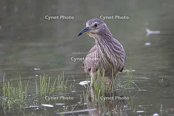 Juvenile night heron (Nycticorax nycticorax) on the prowl [IBR125026145]