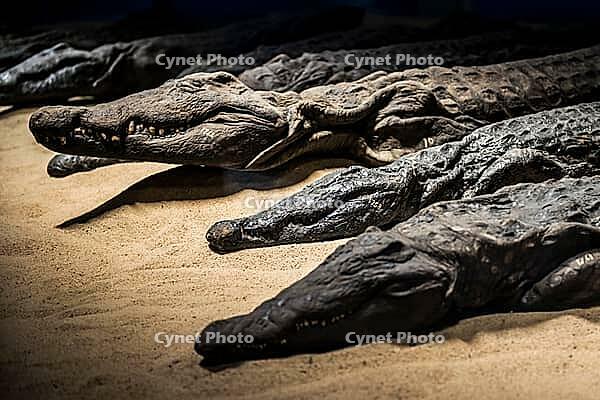 Mummified crocodiles, mummies, Kom Ombo Temple, Upper Egypt, Egypt [IBR125026152]