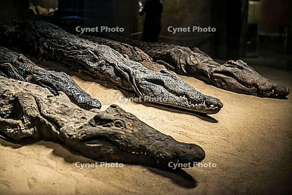 Mummified crocodiles, mummies, Kom Ombo Temple, Upper Egypt, Egypt [IBR125026159]