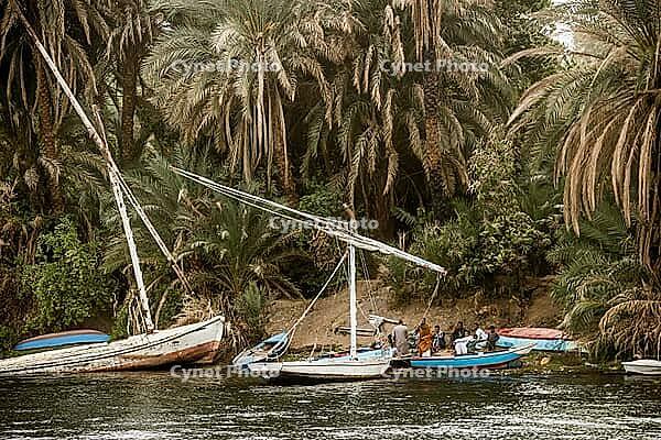 Fishermen and palm trees on the Nile, near Edfu, Upper Egypt, Egypt [IBR125026160]
