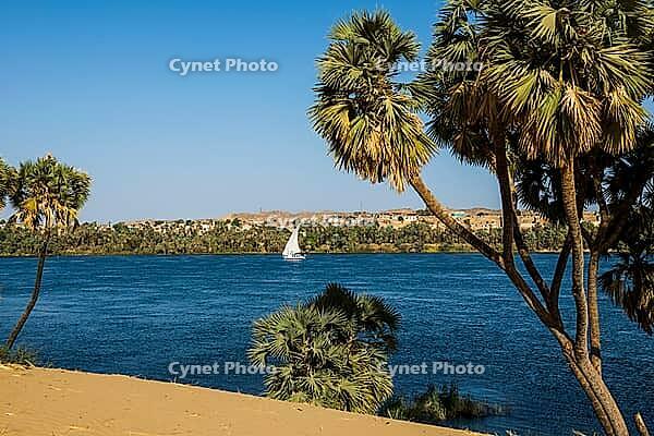 Landscape with palm trees and dunes on the Nile, near Aswan, Upper Egypt, Egypt [IBR125026175]