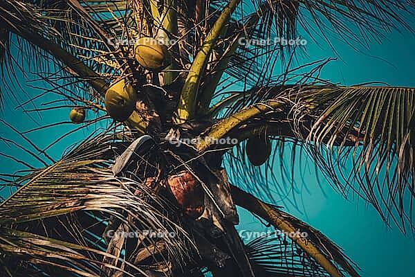 Close-up of a coconut palm tree with a slim and smooth trunk, a crown of leaves, and rounded, green or yellow fruit design element [IBR125026211]