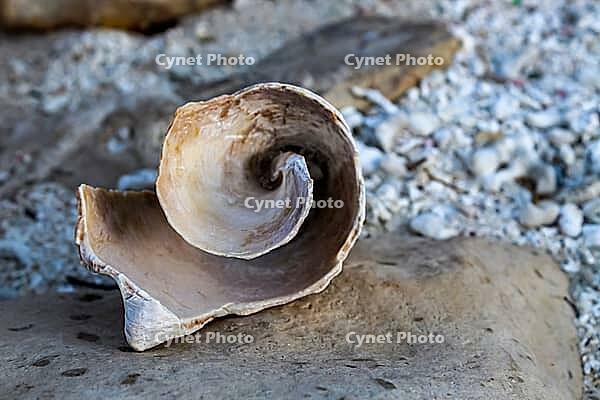 A piece of spiral conch shell resting on a rock with coral remnants and small rocks in the coastal background. Aruba, The Netherlands [IBR125026215]
