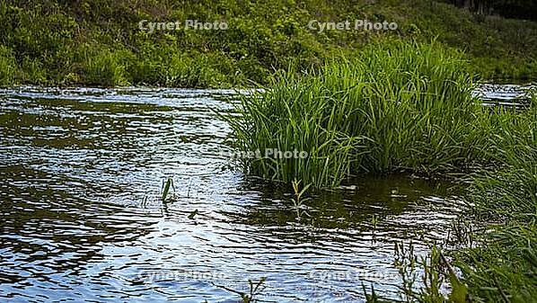 A flowing stream with lush green vegetation the banks in the water. Biodiversity and ecological concepts. Thriving riparian ecosystem design element. Minnesota, USA [IBR125026218]