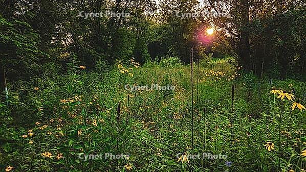 Yellow wildflower landscape background in a green field during sunset with bokeh light effect. Minnesota USA [IBR125026219]