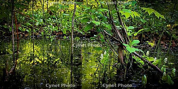 A wetland environment with a shallow pond or marsh. Dark, reflective water surface. Environment nature landscape banner background. Minnesota, USA [IBR125026221]