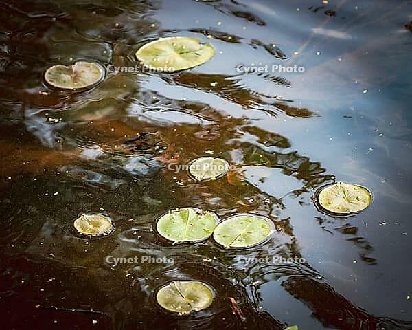 Lily pads gently floating on the surface or gently rippling water. environment and nature beautiful landscape with copy space. Wisconsin, USA [IBR125026222]