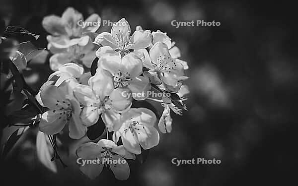 Close-up of a flowering crabapple tree in Spring beautiful floral background. Malus sieboldii, also known as Siebold's crabapple or Toringo crabapple, growing in the United States [IBR125026223]