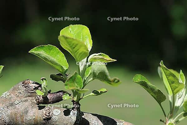 A close-up of new leaves sprouting on apple trees in the spring [IBR125026224]